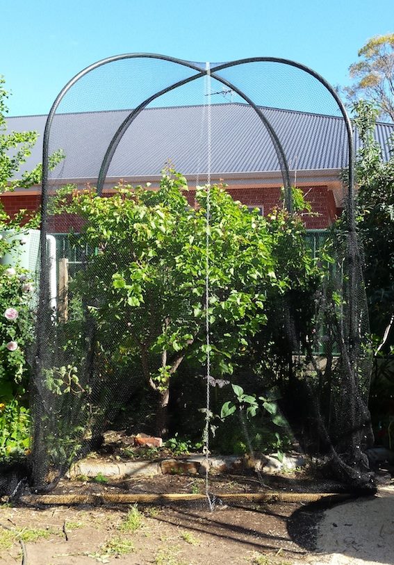 Tree cage with black netting for fruit protection